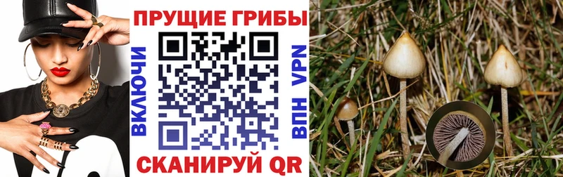 Галлюциногенные грибы Psilocybine cubensis  Купить где  Мирный 